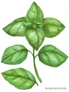 Basil green branch